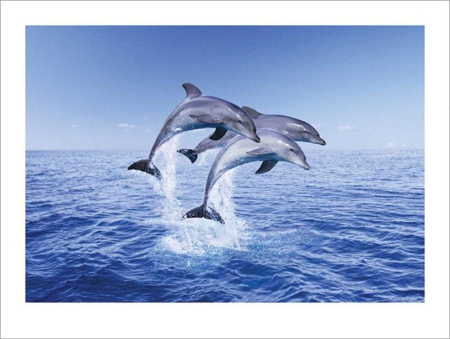 Art Print Dolphin Trio 50x40cm