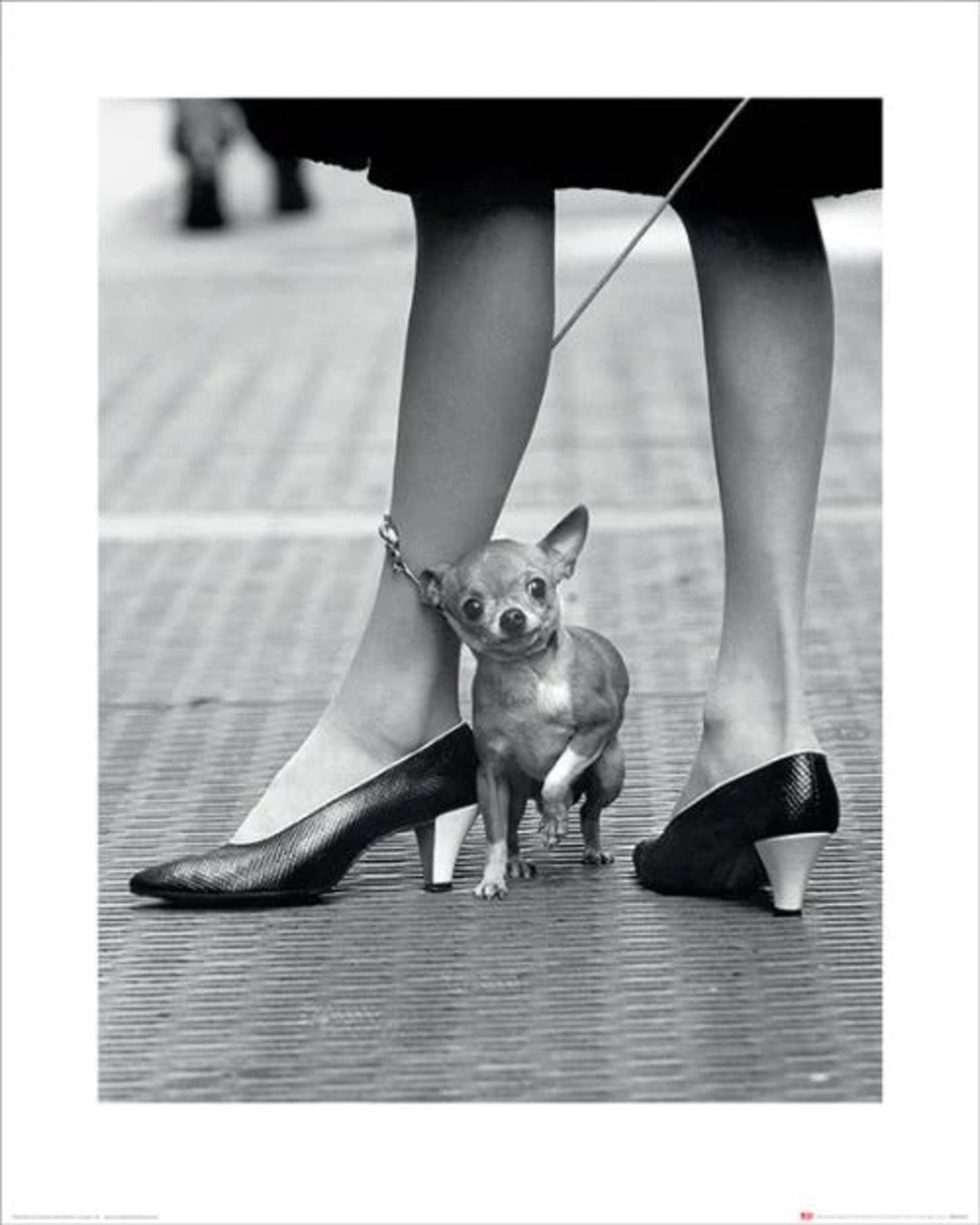 Art Print Time Life Chihuahua 40x50cm
