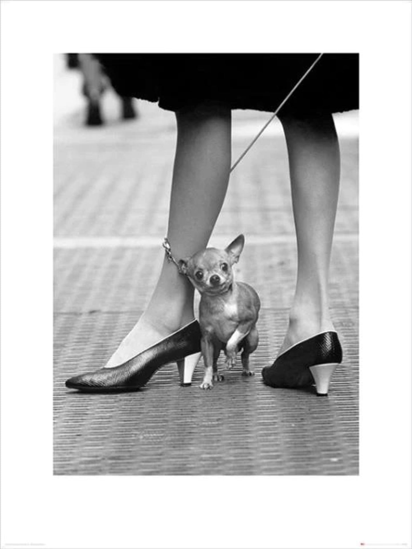 Art Print Time Life Chihuahua 60x80cm