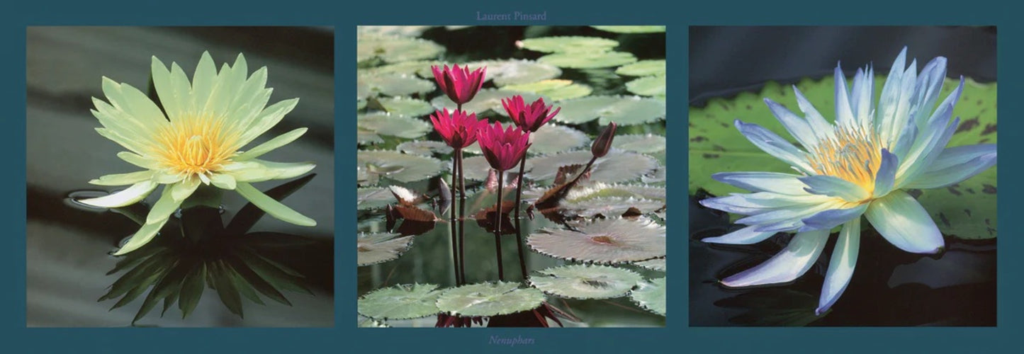 Art Print Laurent Pinsard - Nenuphars 95x33cm