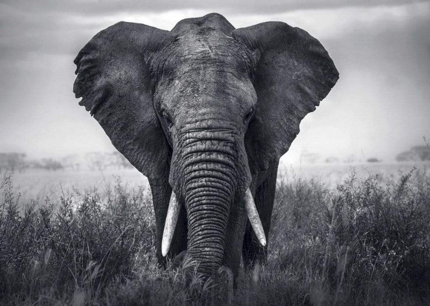 Art Print Braun Studio - Eléphant 70x50cm