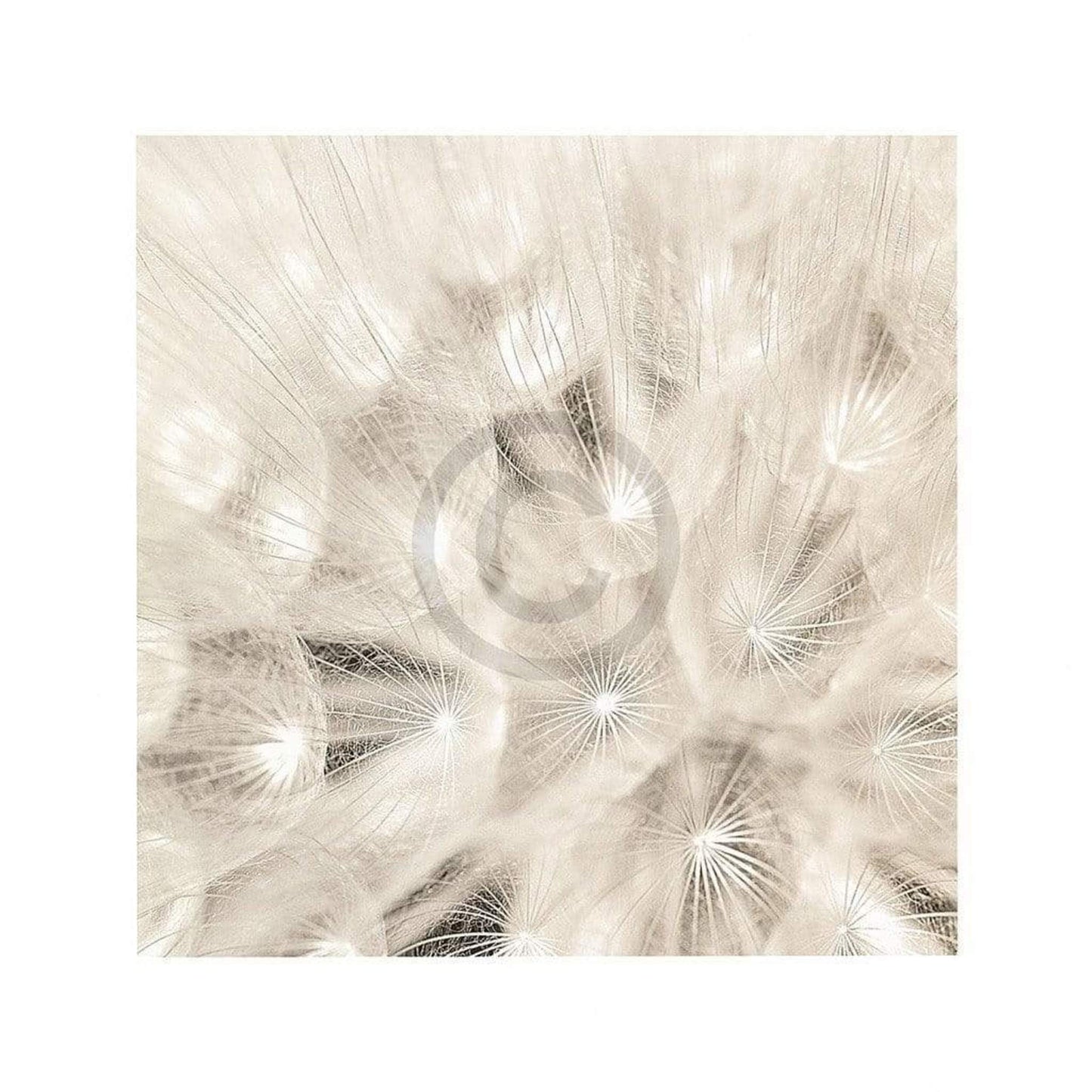 Art Print Adam Brock - On the Breeze 51x51cm