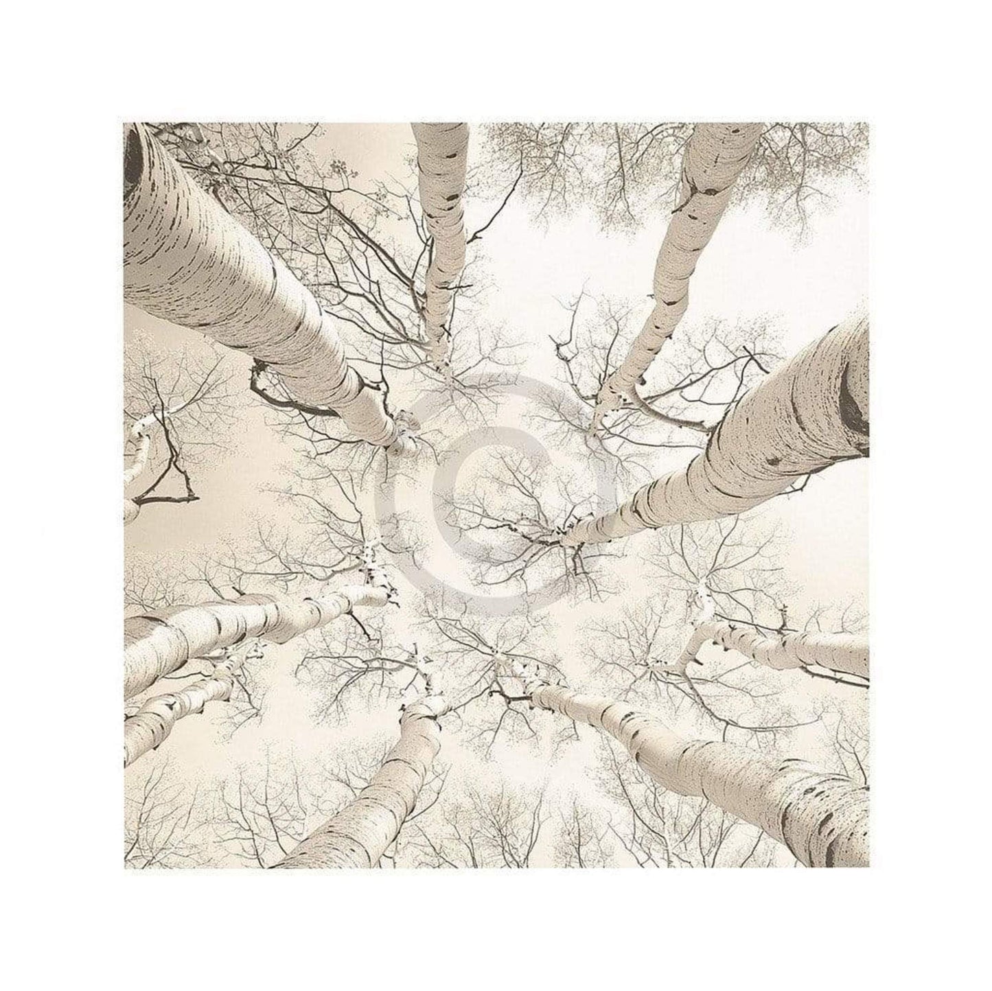 Art Print Adam Brock - Silver Birch 51x51cm