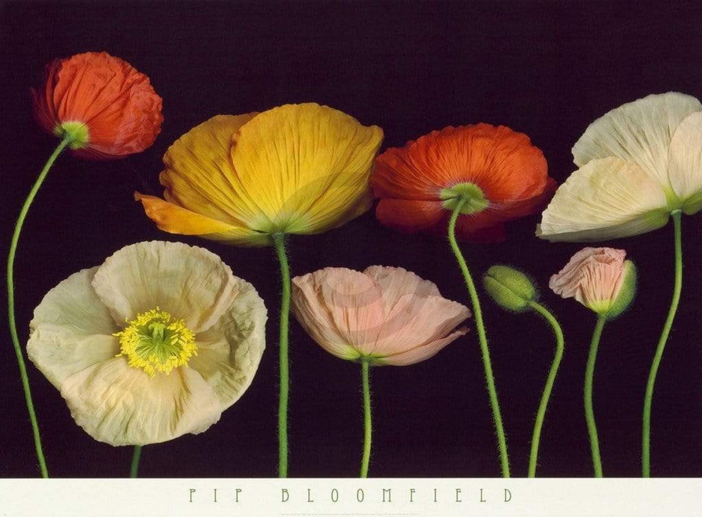 Art Print Pip Bloomfield - Poppy Garden I 91x66cm