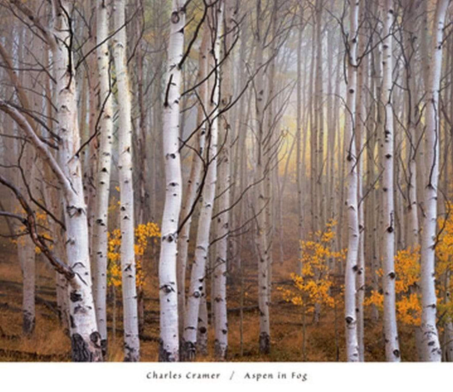 Art Print Charles Cramer - Aspen in Fog 76x66cm