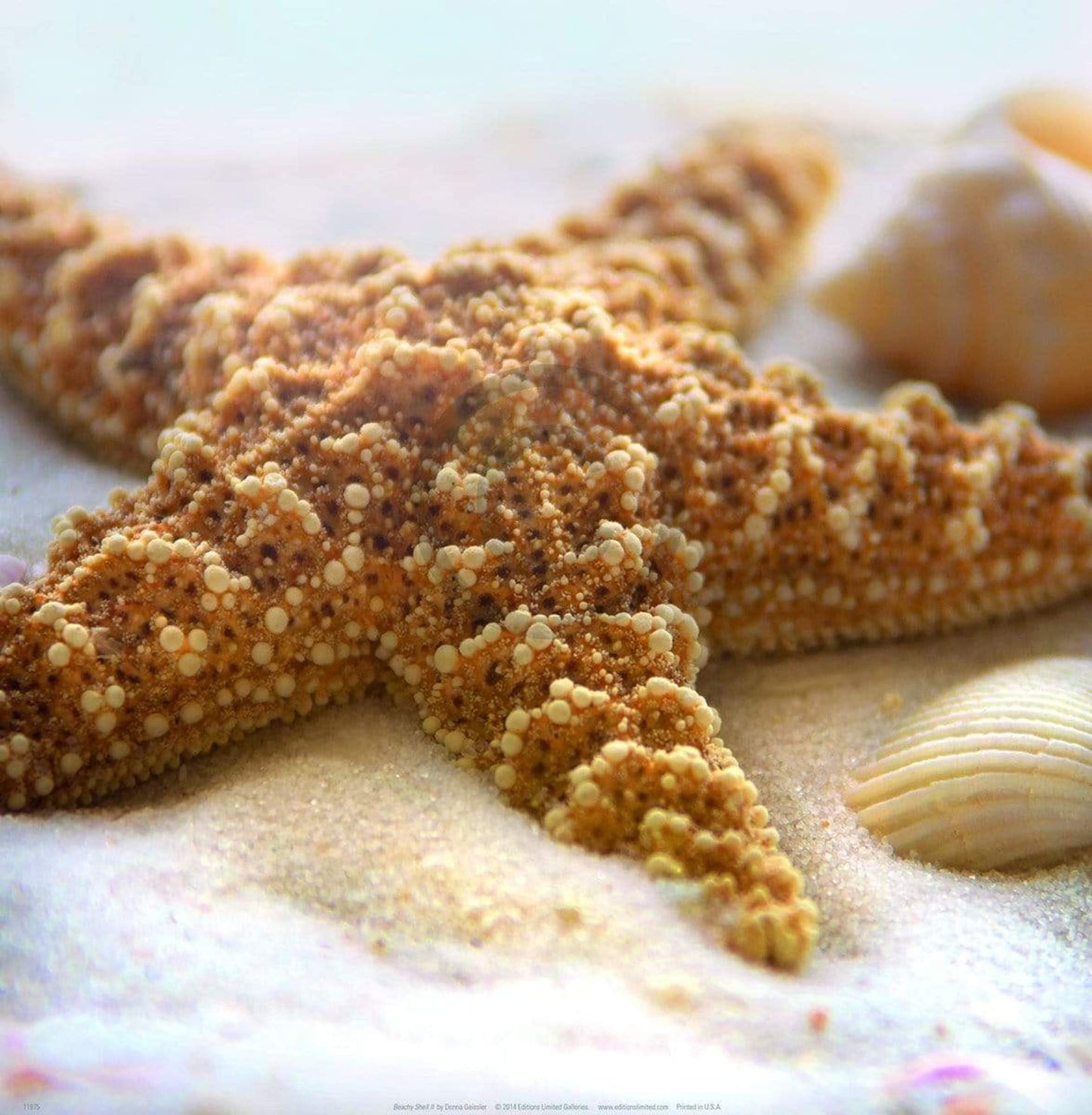 Art Print Donna Geissler - Beach Shell II 30x30cm