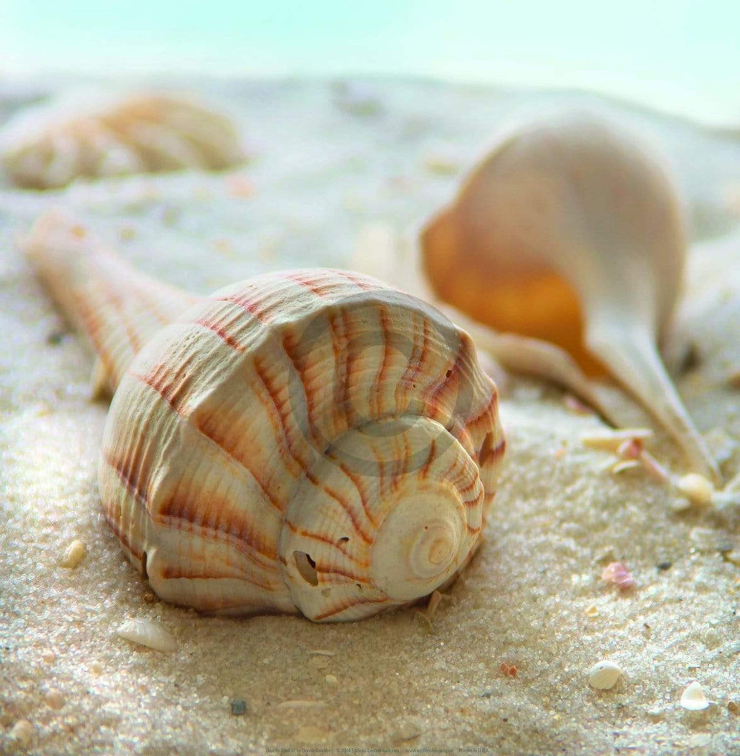 Art Print Donna Geissler - Beach Shell III 30x30cm