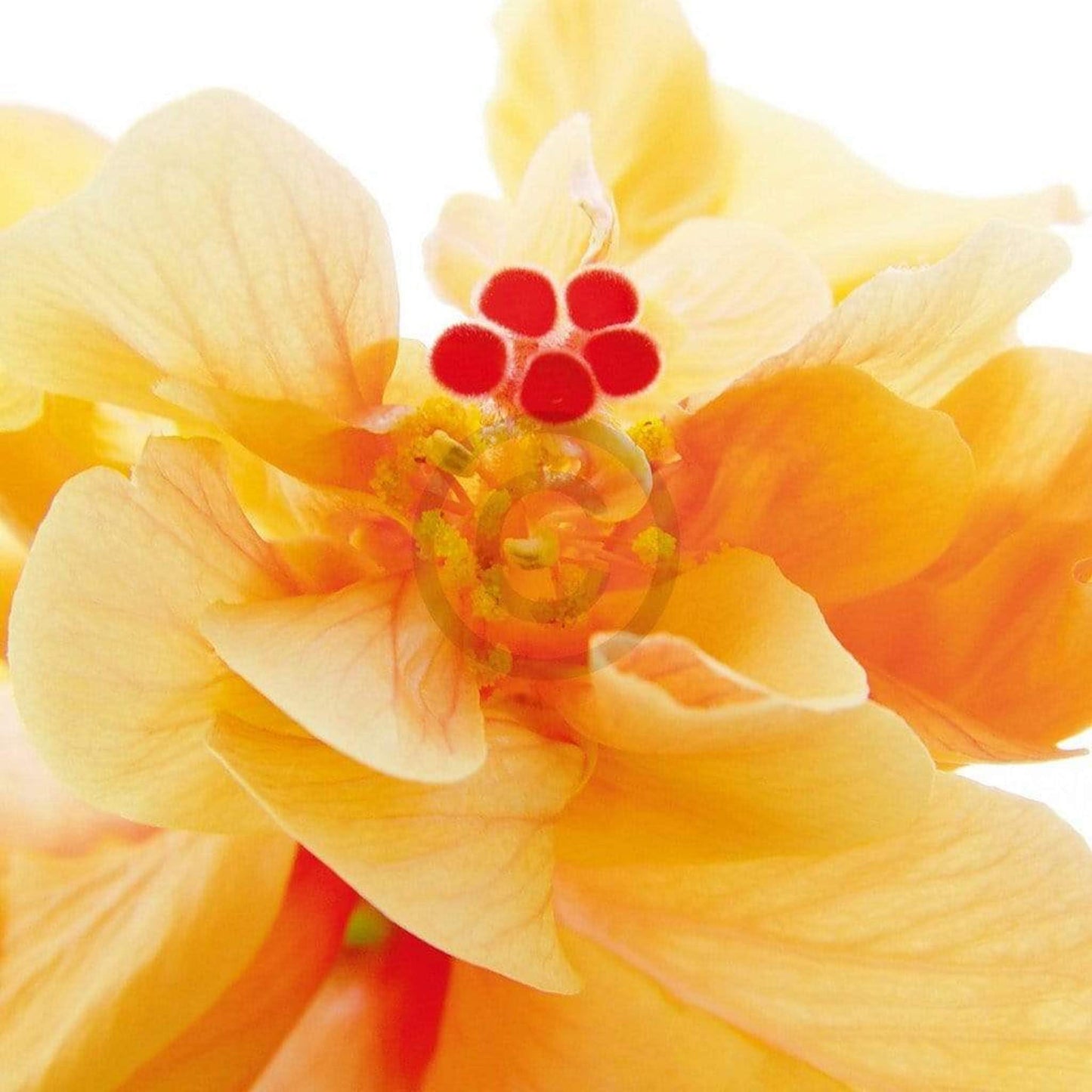 Art Print Ingrid Ulmer - Bolero 50x50cm