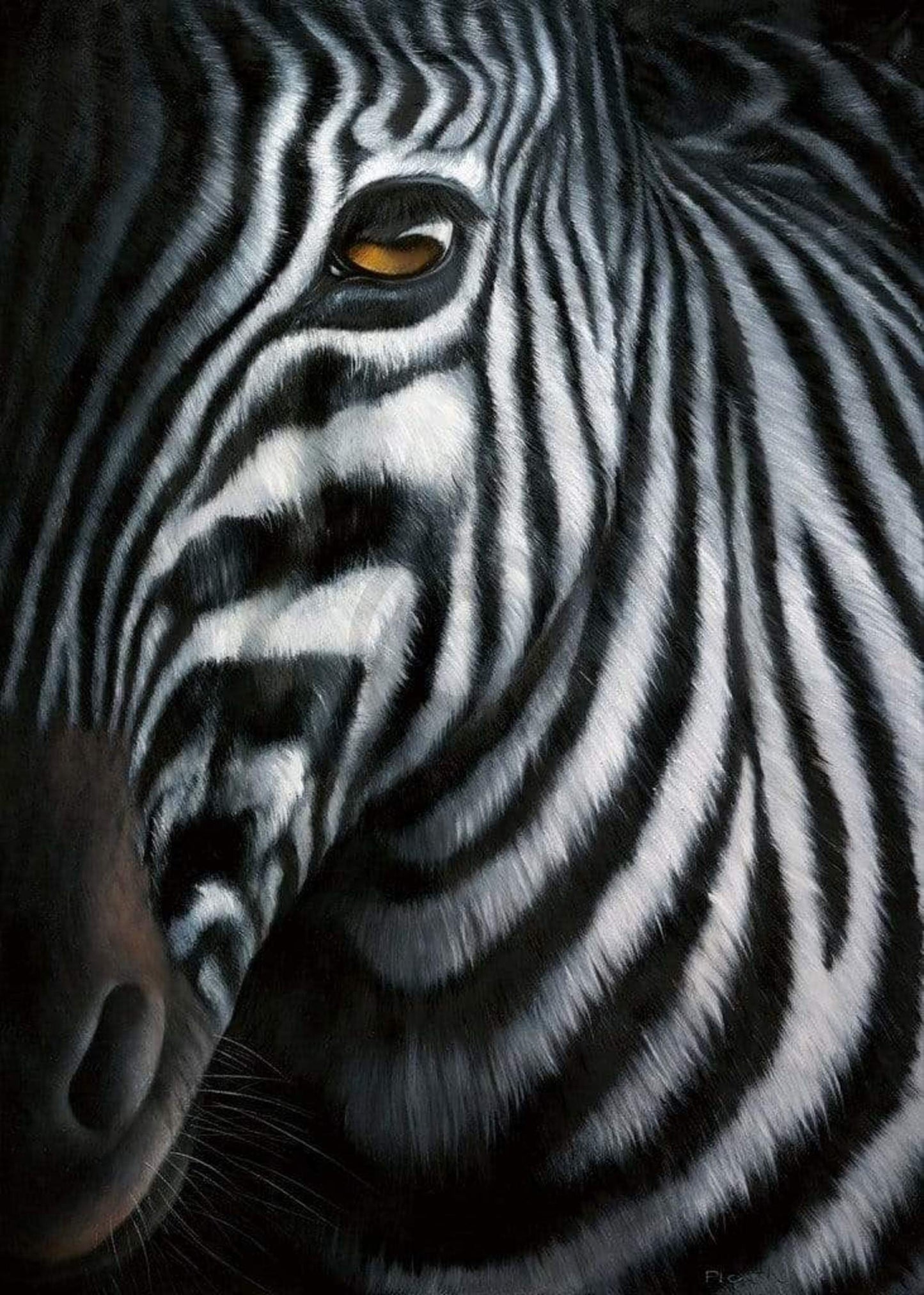 Art Print Jutta Plath - Zebra I 60x80cm