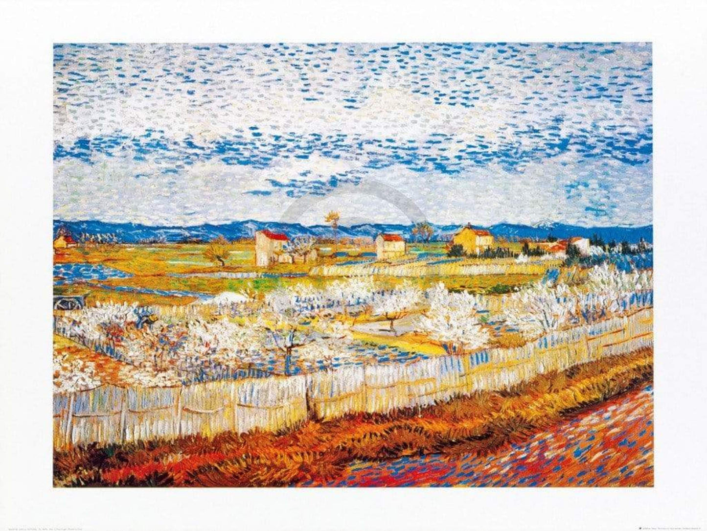Art Print Vincent Van Gogh - Pesco in fiore 80x60cm