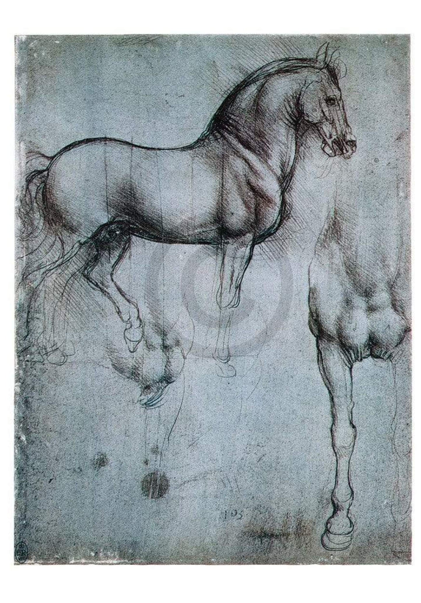 Art Print Leonardo Da Vinci - Studio di cavalli 35x50cm