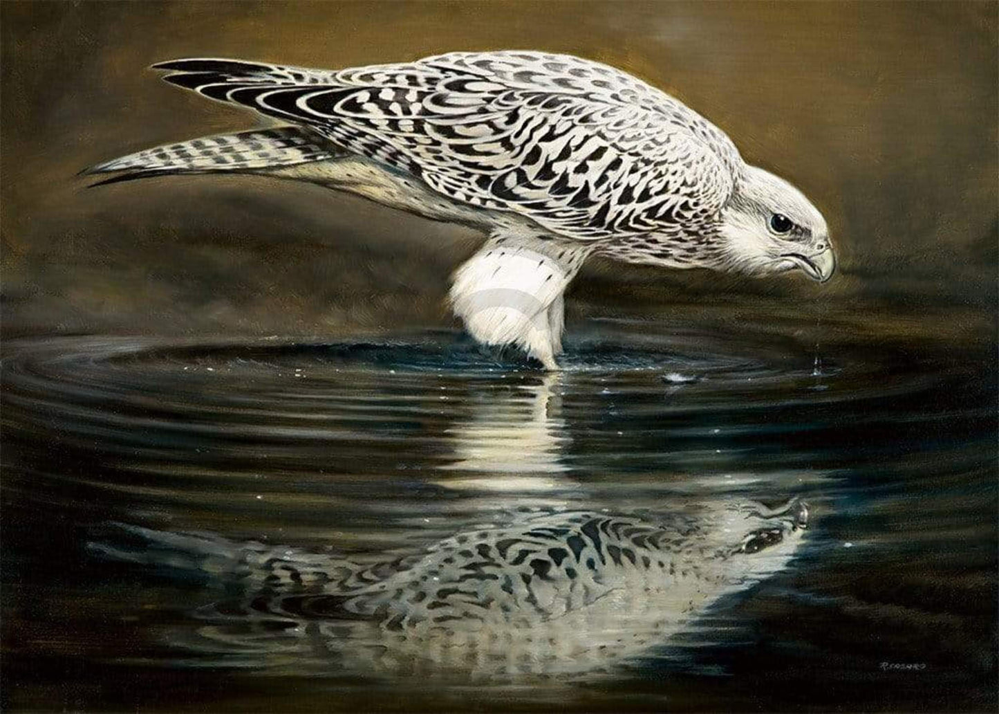 Art Print Renato Casaro - Drinking Falcon 70x50cm