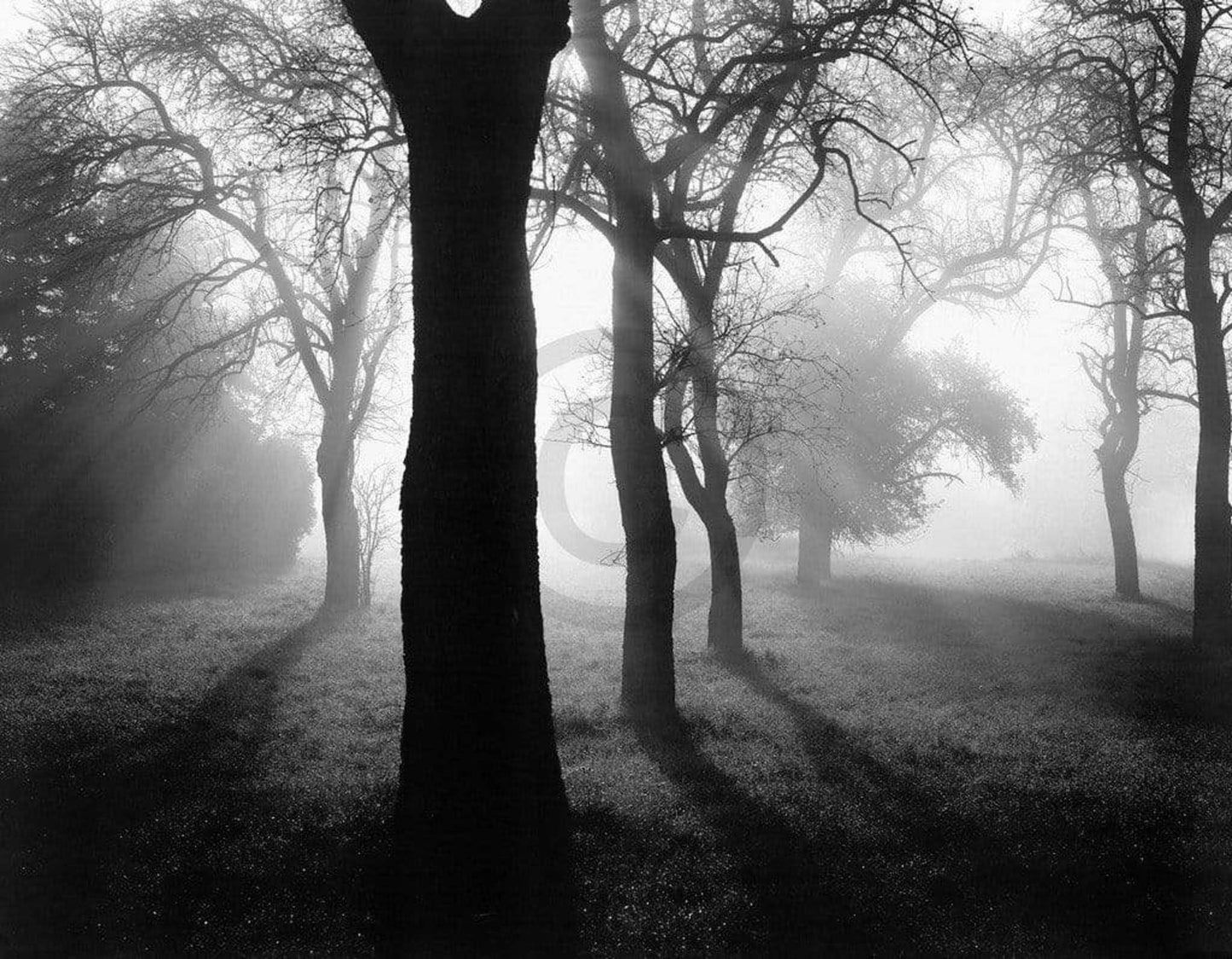 Art Print Tom Weber - Bäume im Nebel I 90x70cm