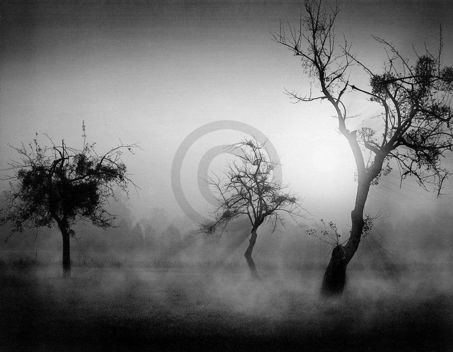 Art Print Tom Weber - Bäume im Nebel II 90x70cm