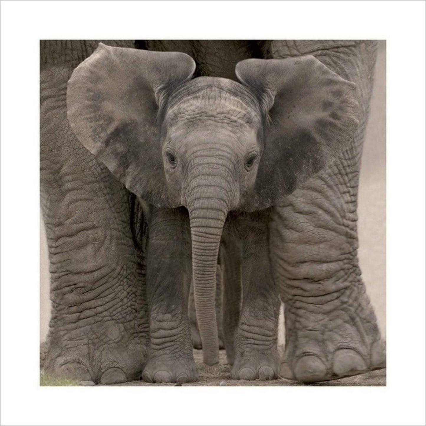 Art Print Big Ears Baby Elephant 40x40cm