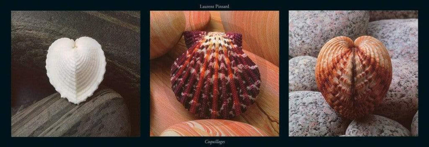 Art Print Laurent Pinsard - Coquillages 95x33cm