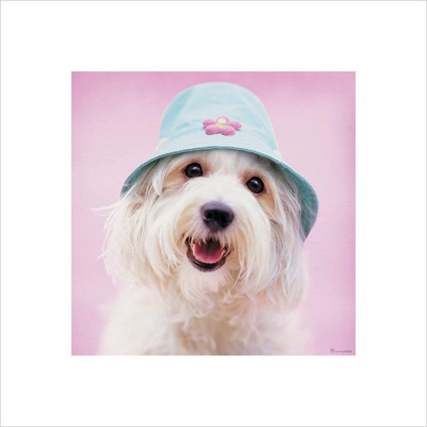 Art Print Rachael Hale - Cindy 40x40cm