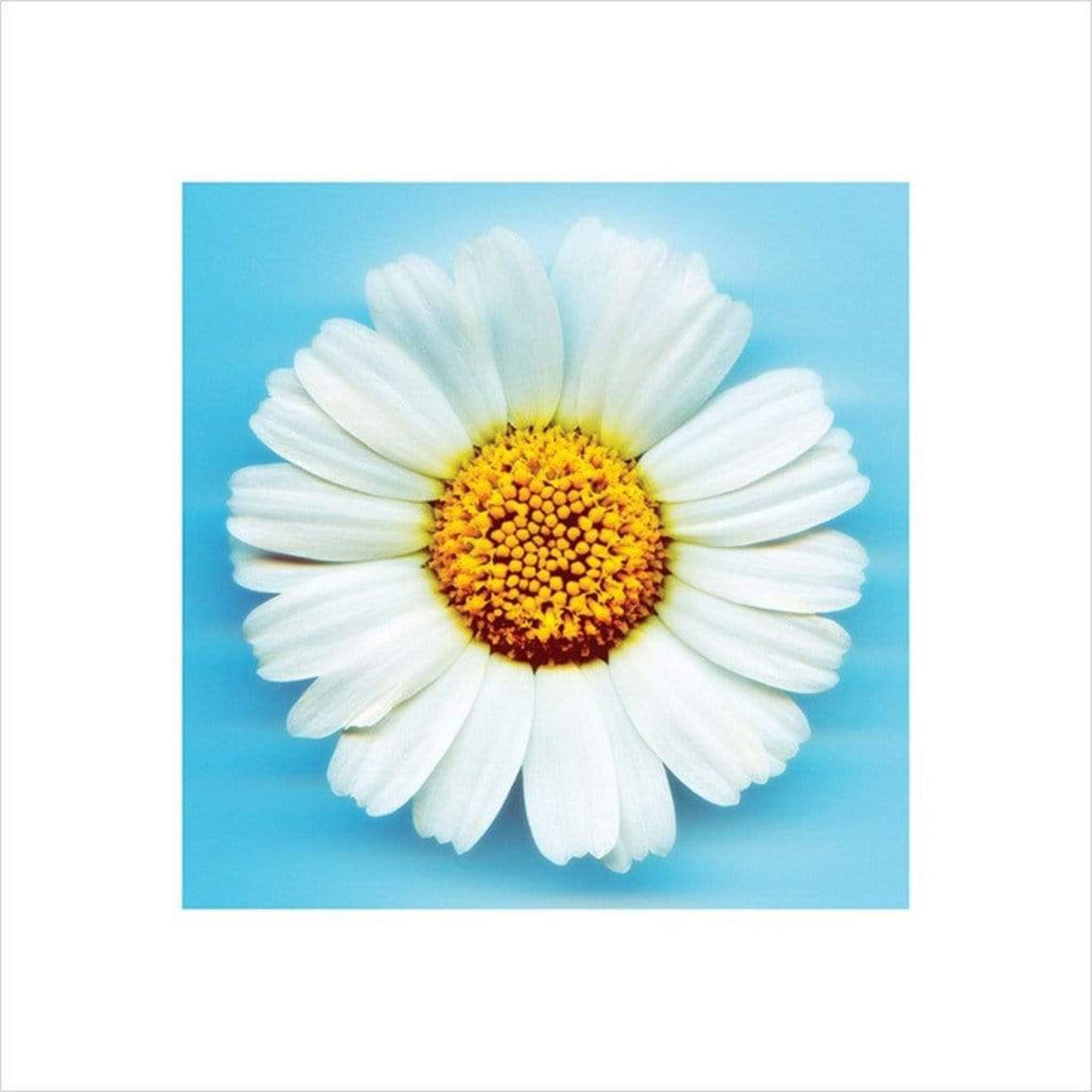 Art Print Big Daisy 40x40cm