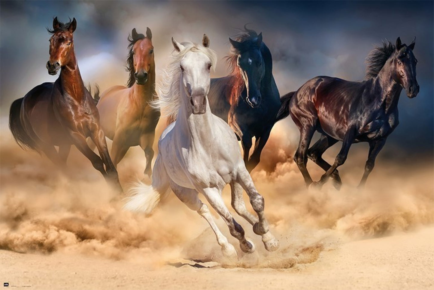 Poster Five Horses 91,5x61cm