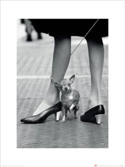 Art Print Time Life Chihuahua 30x40cm