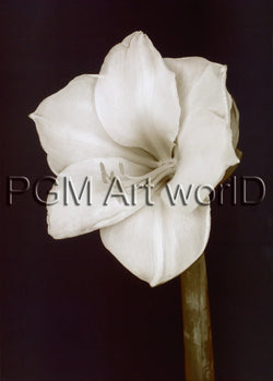 Art Print Prades Fabregat - Bora Bora Flower II 50x70cm