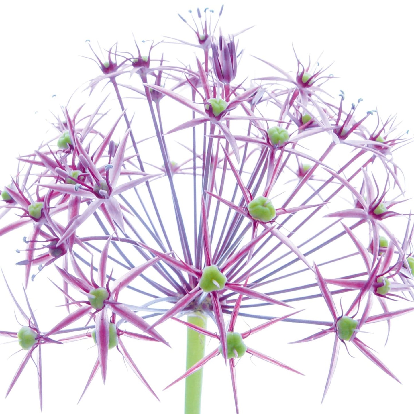Art Print Ingrid Ulmer - Wunderkerze 50x50cm