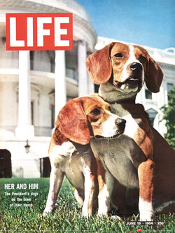 Time Life - Beagles Art Print 30x40cm