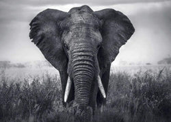 Art Print Braun Studio - Eléphant 70x50cm