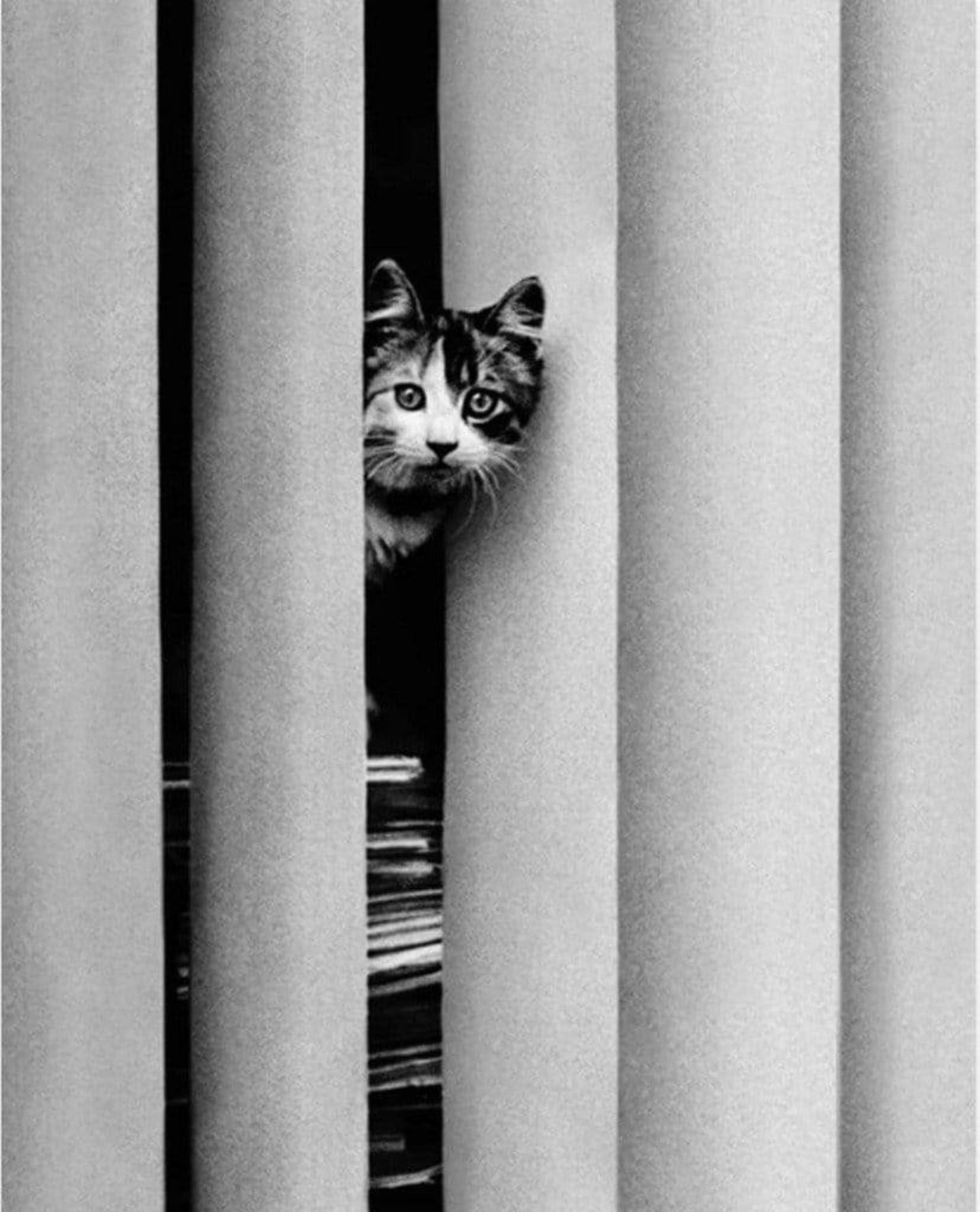 Art Print Golbin - Curious Cat 40x50cm