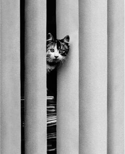 Art Print Golbin - Curious Cat 40x50cm
