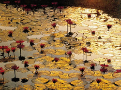 Art Print Bruno Baumann - Lotus Pond 80x60cm