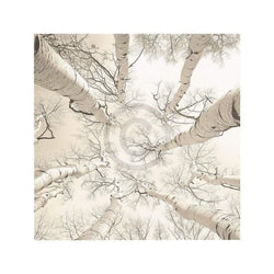 Art Print Adam Brock - Silver Birch 51x51cm