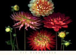 Art Print Pip Bloomfield - Dahlia Garden 91x66cm