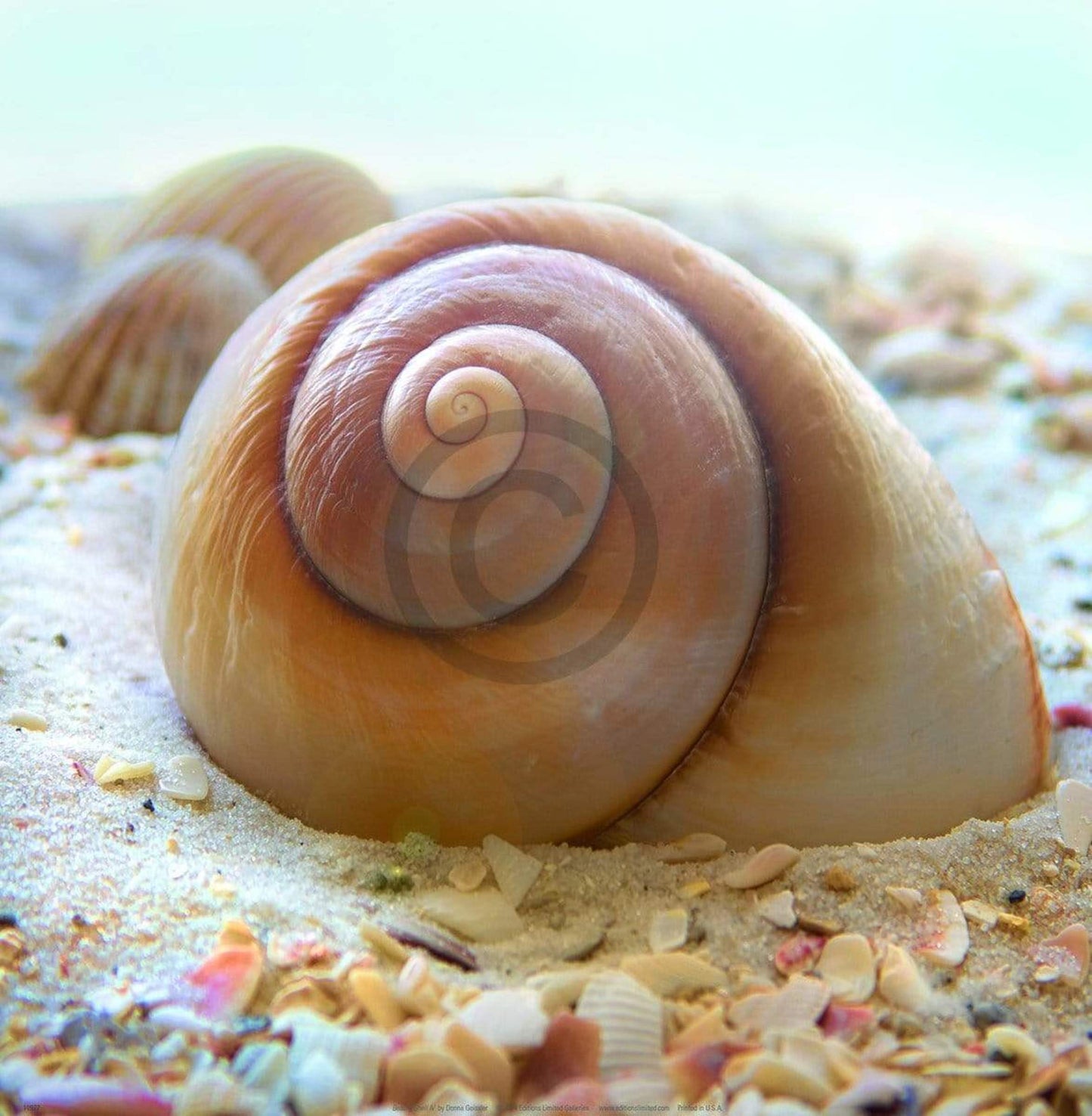 Art Print Donna Geissler - Beach Shell IV 30x30cm