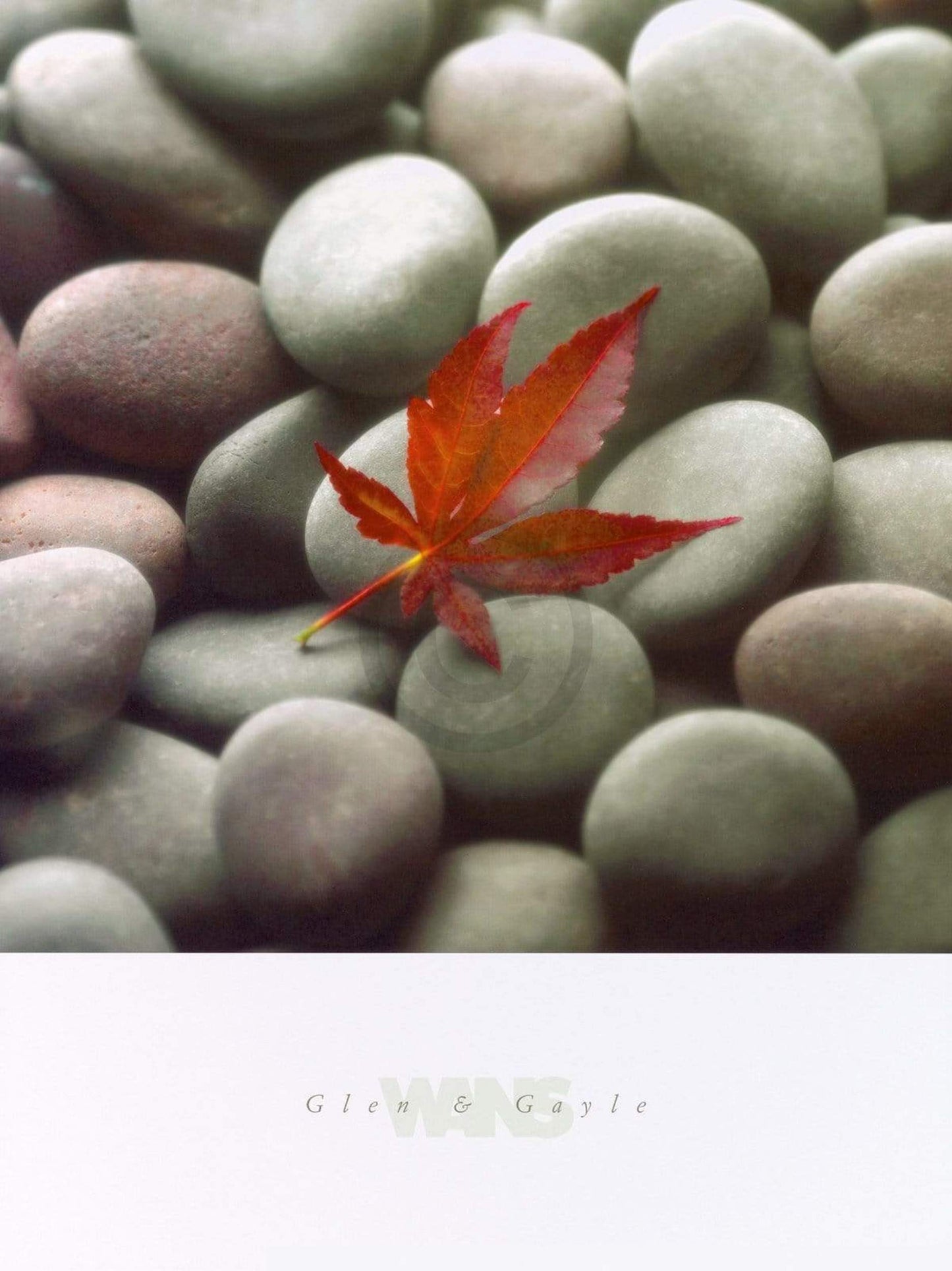 Art Print Glen & Gale Wans - Leaf on Stone 45x61cm