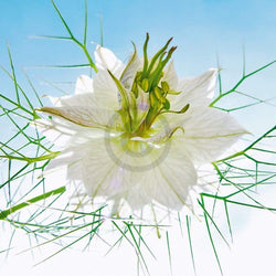 Art Print Ingrid Ulmer - Seiltänzer weiß 50x50cm