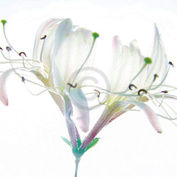 Art Print Ingrid Ulmer - Zarte Bande 50x50cm