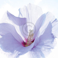 Art Print Ingrid Ulmer - Ballerina 50x50cm