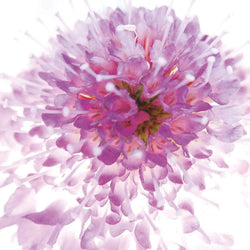 Art Print Ingrid Ulmer - Murano 50x50cm