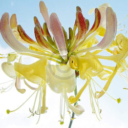 Art Print Ingrid Ulmer - Ballet 50x50cm