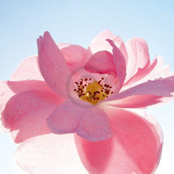 Art Print Ingrid Ulmer - Schwingung 50x50cm