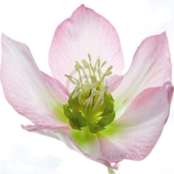 Art Print Ingrid Ulmer - Schweben 50x50cm