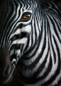 Art Print Jutta Plath - Zebra I 60x80cm
