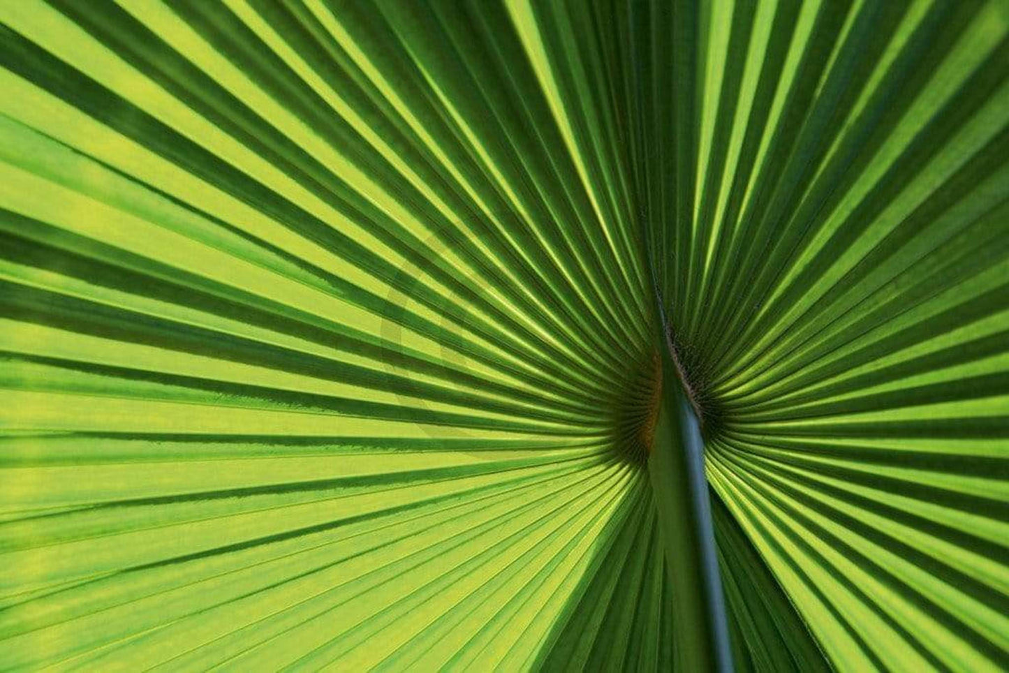 Art Print Ortwin Klipp - Leaf 1 70x50cm
