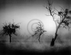Art Print Tom Weber - Bäume im Nebel II 90x70cm