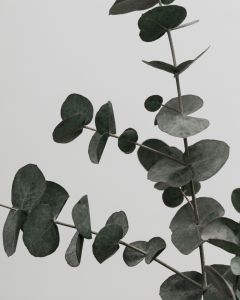 Eucalyptus 2 Art Print