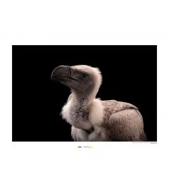 African White-backed Vulture Art Print National Geographic 50x70cm