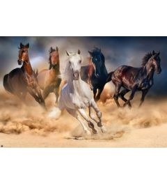 Five Horses Poster 91.5x61cm