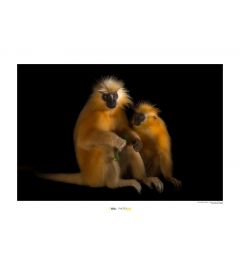 Golden Langur Art Print National Geographic 50x70cm