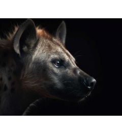 Hyena Portret Kunstdruk 40x50cm
